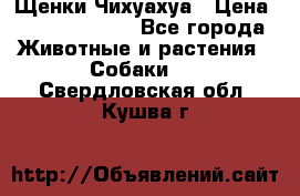 Щенки Чихуахуа › Цена ­ 12000-15000 - Все города Животные и растения » Собаки   . Свердловская обл.,Кушва г.